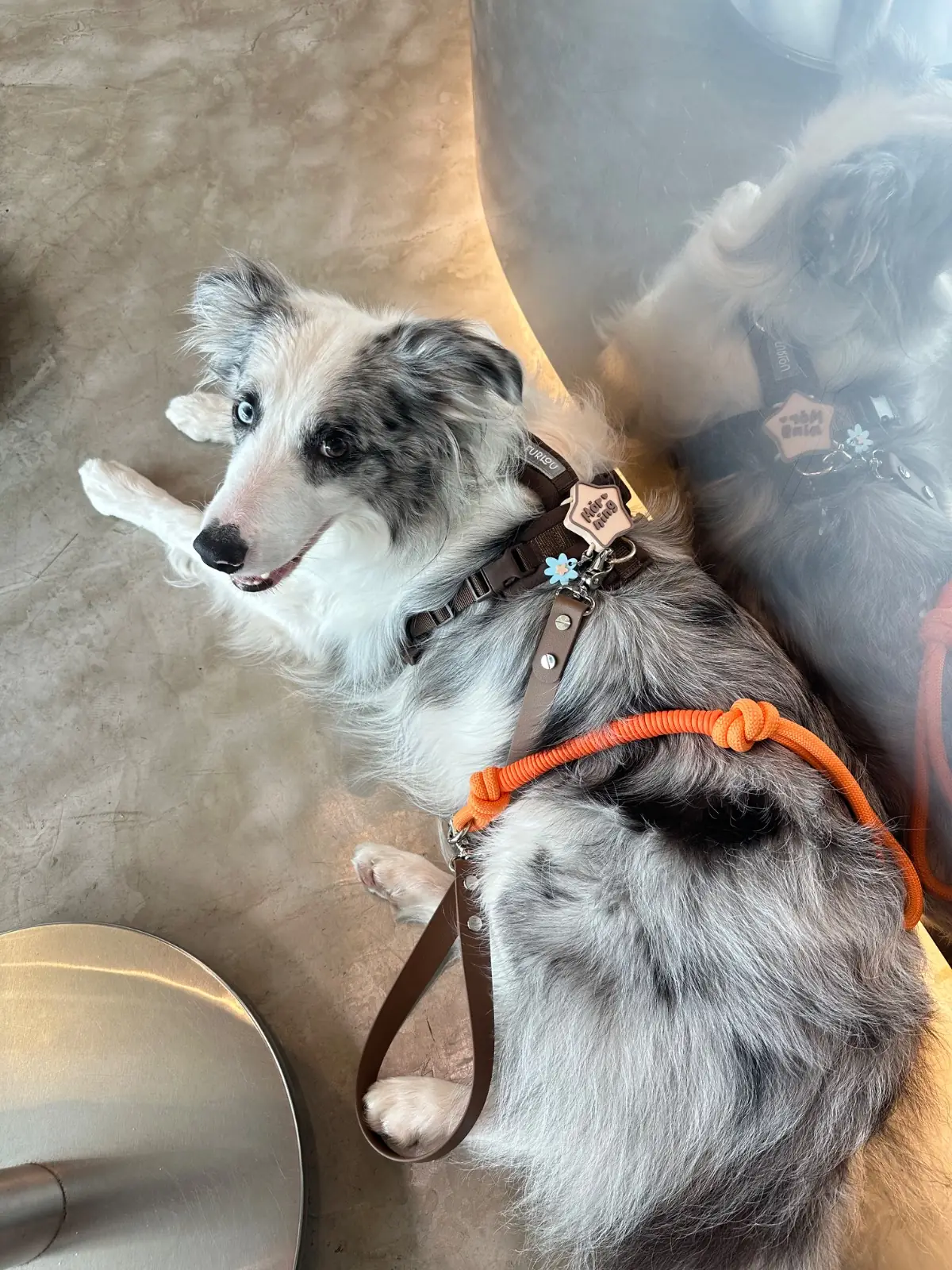 innhauscoffee pets image 1