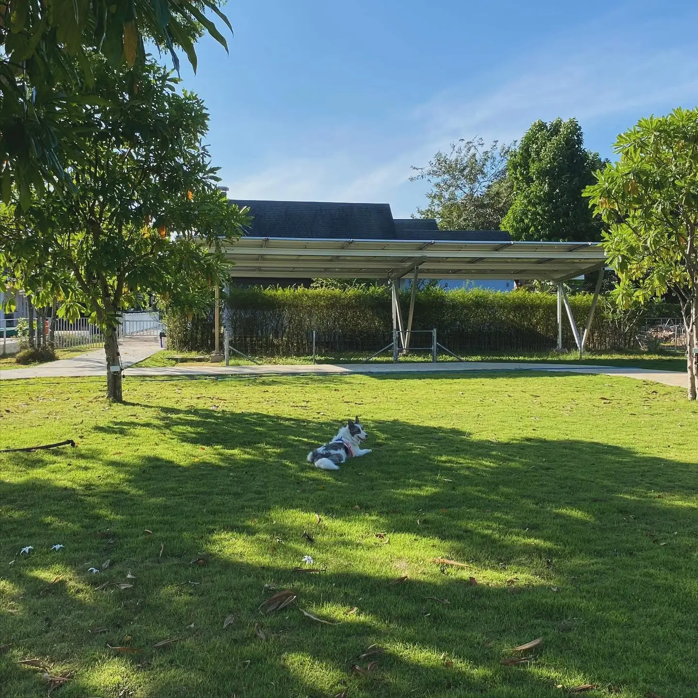 For Paws Dog Camp amenities image 3