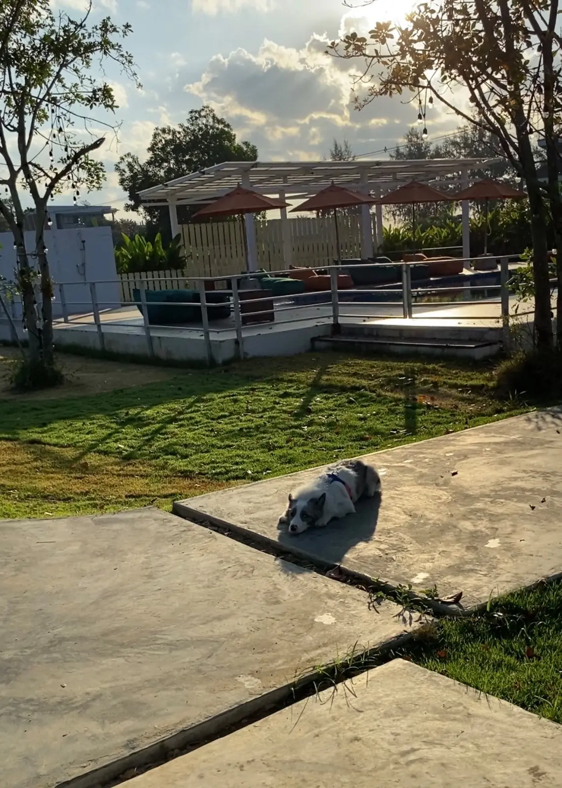 For Paws Dog Camp amenities image 1