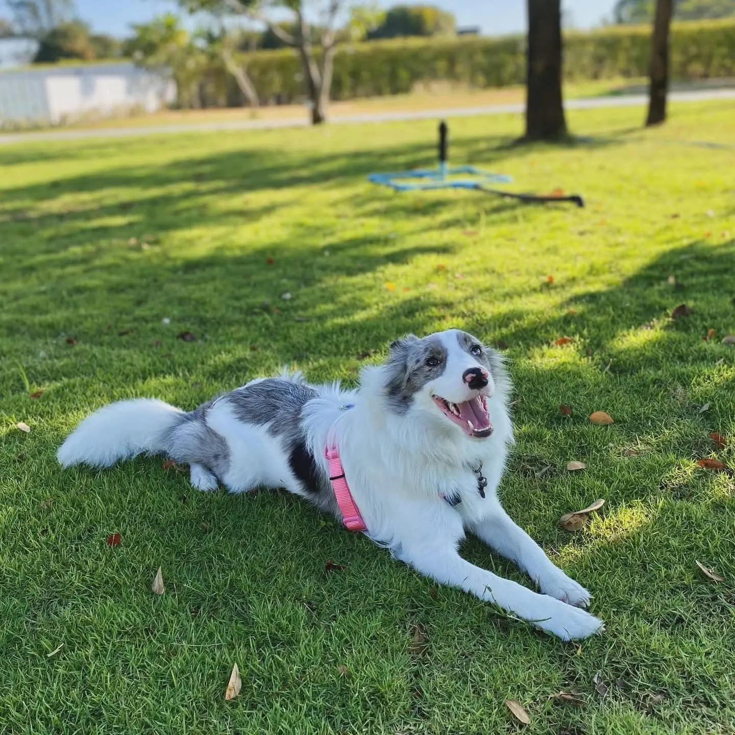 For Paws Dog Camp pets image 8