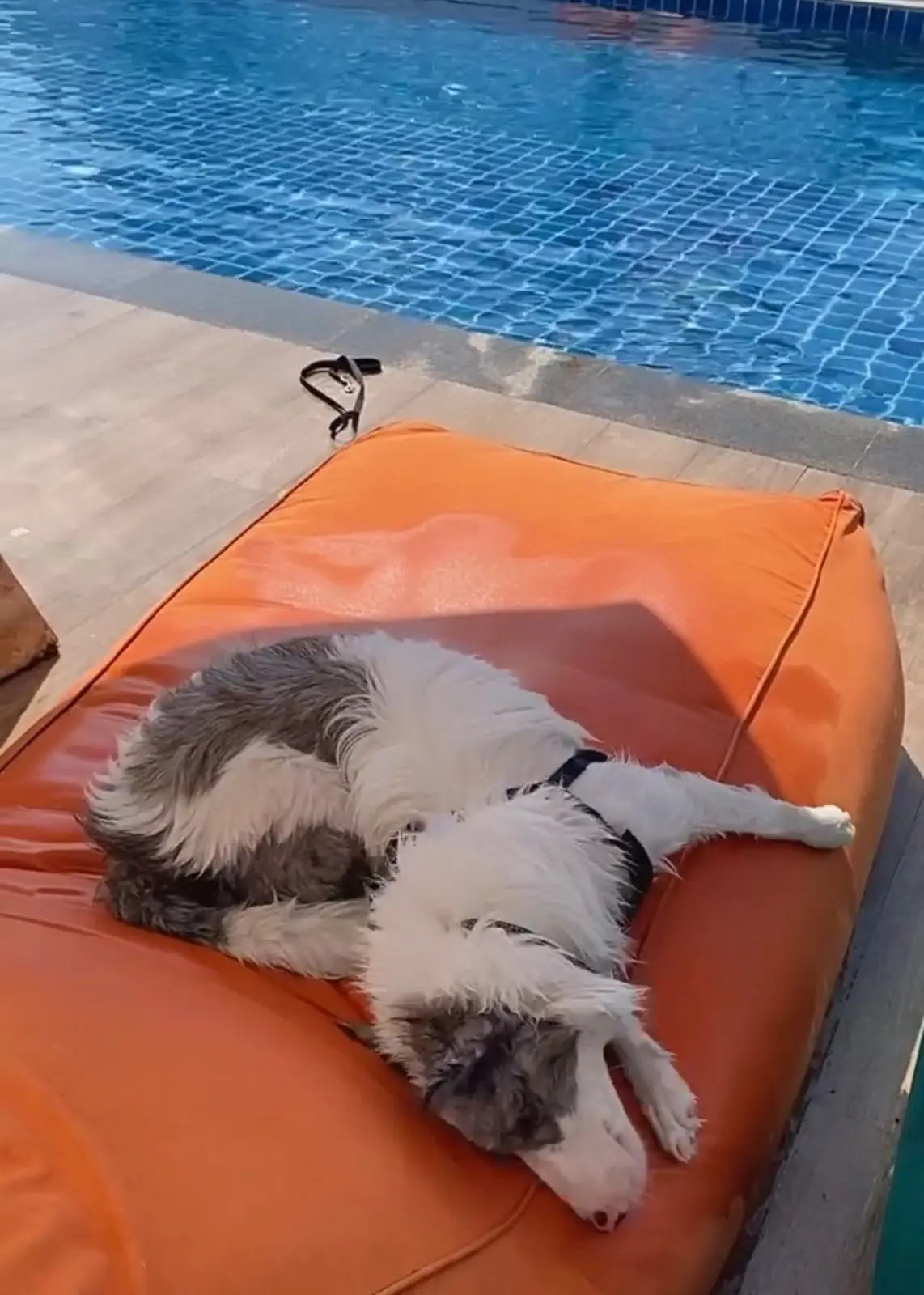 For Paws Dog Camp pets image 7