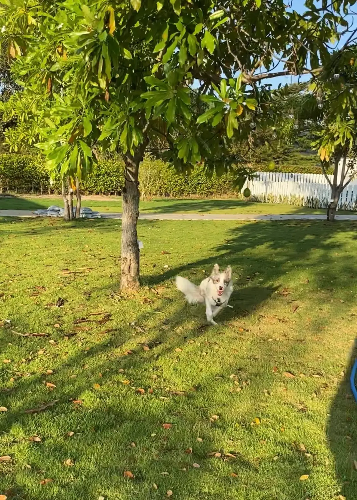 For Paws Dog Camp pets image 6