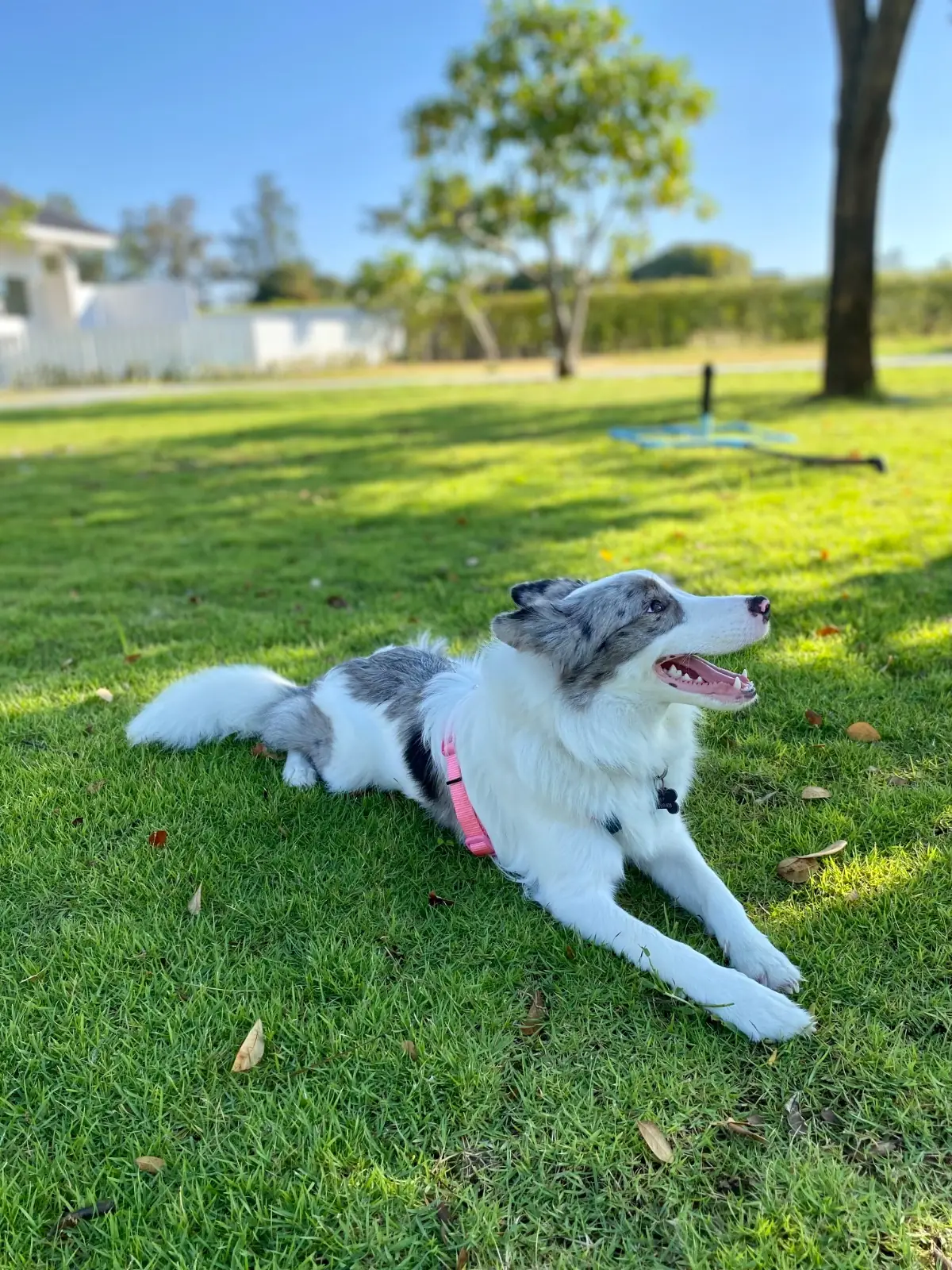 For Paws Dog Camp pets image 4