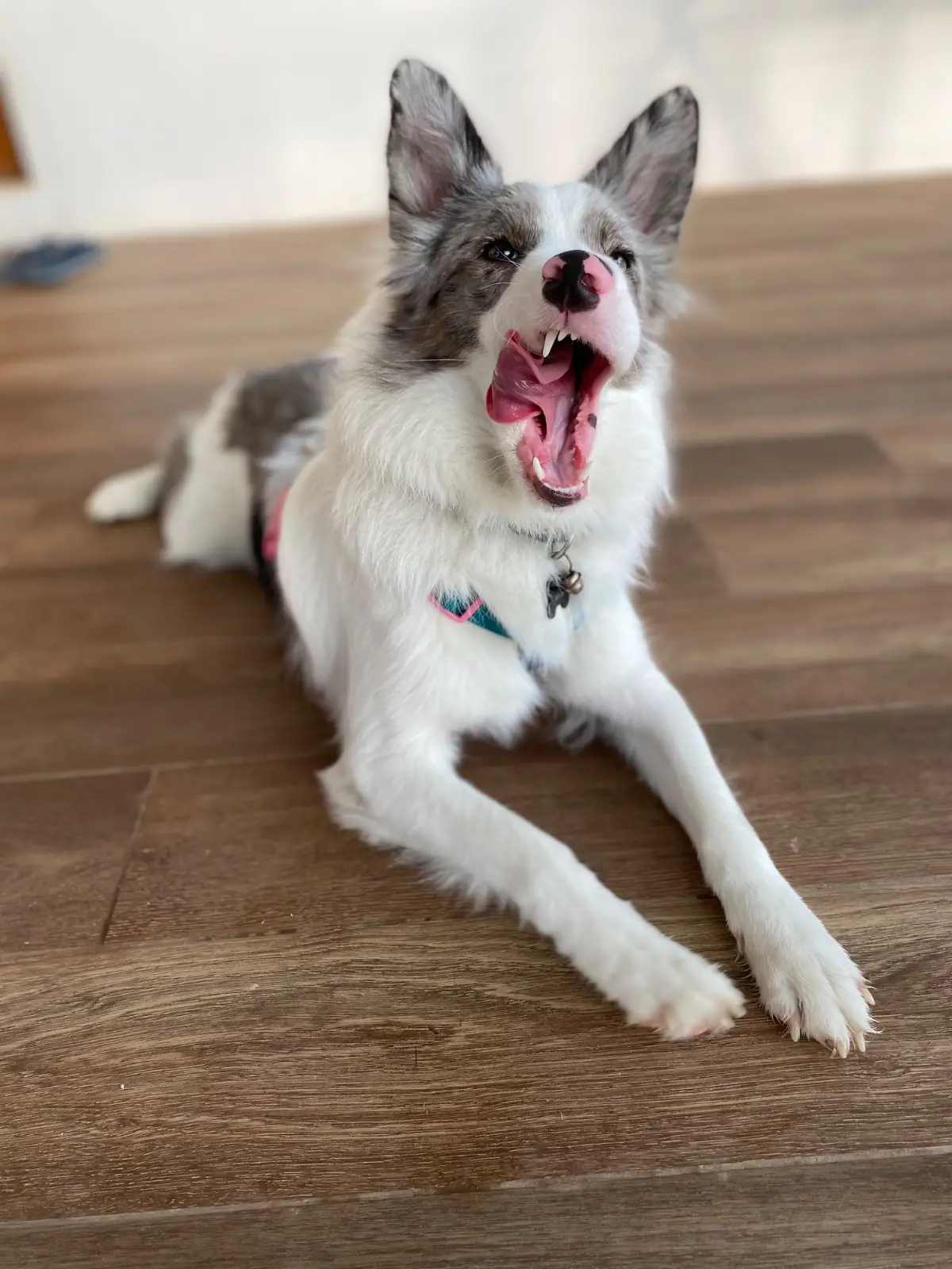 For Paws Dog Camp pets image 3