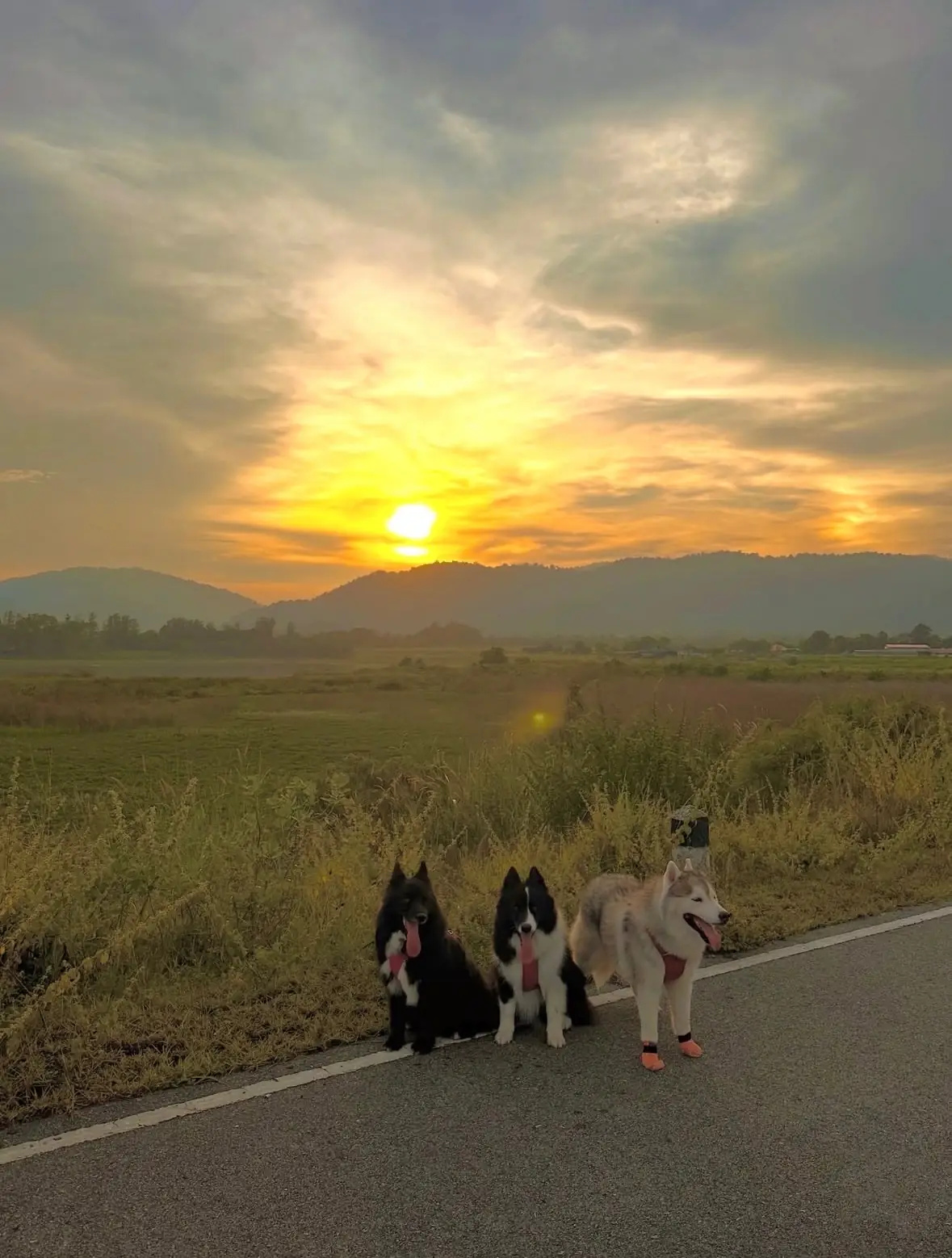 อ่างเก็บน้ำมวกเหล็ก pets image 2
