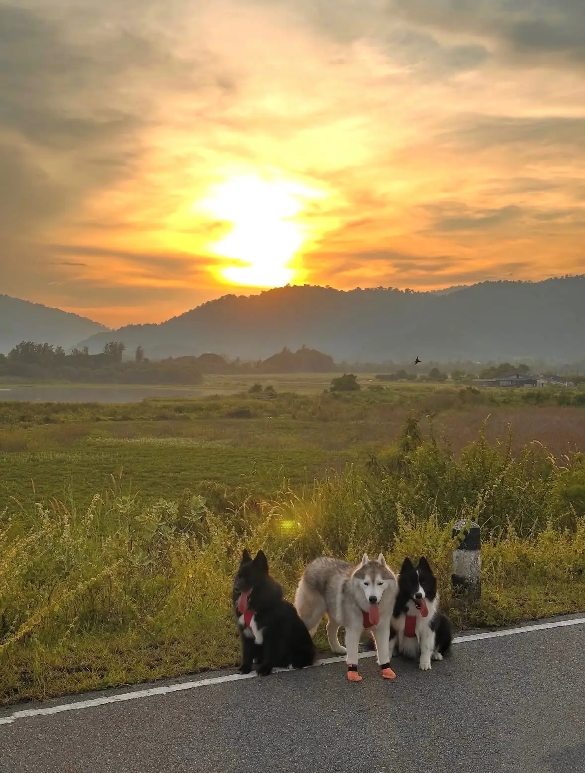 อ่างเก็บน้ำมวกเหล็ก pets image 5