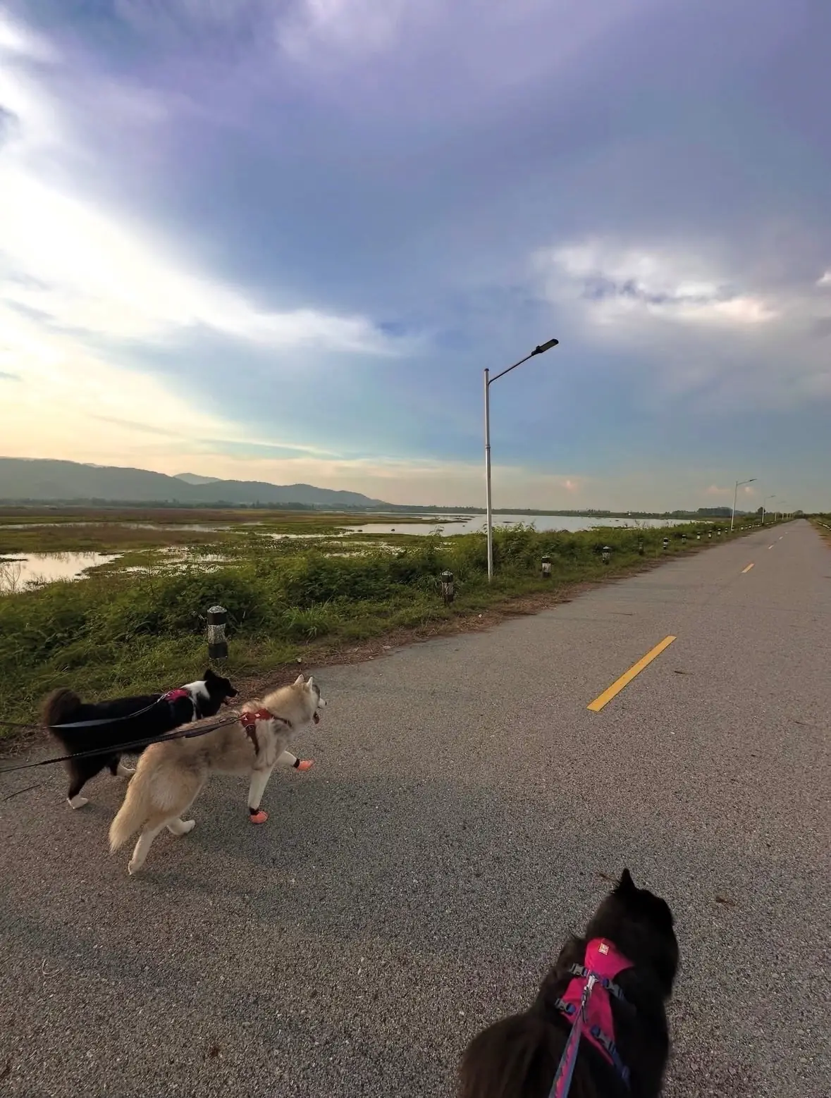 อ่างเก็บน้ำมวกเหล็ก pets image 6