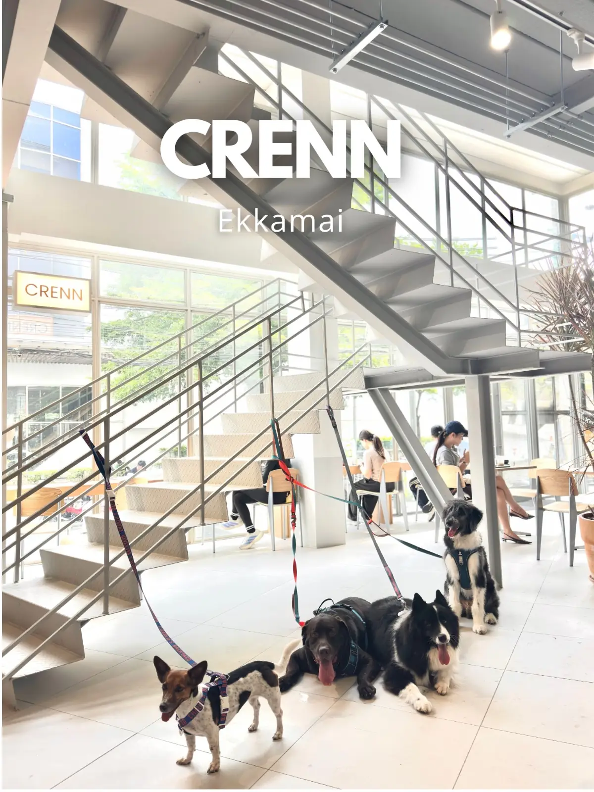 CRENN BKK overall image 1