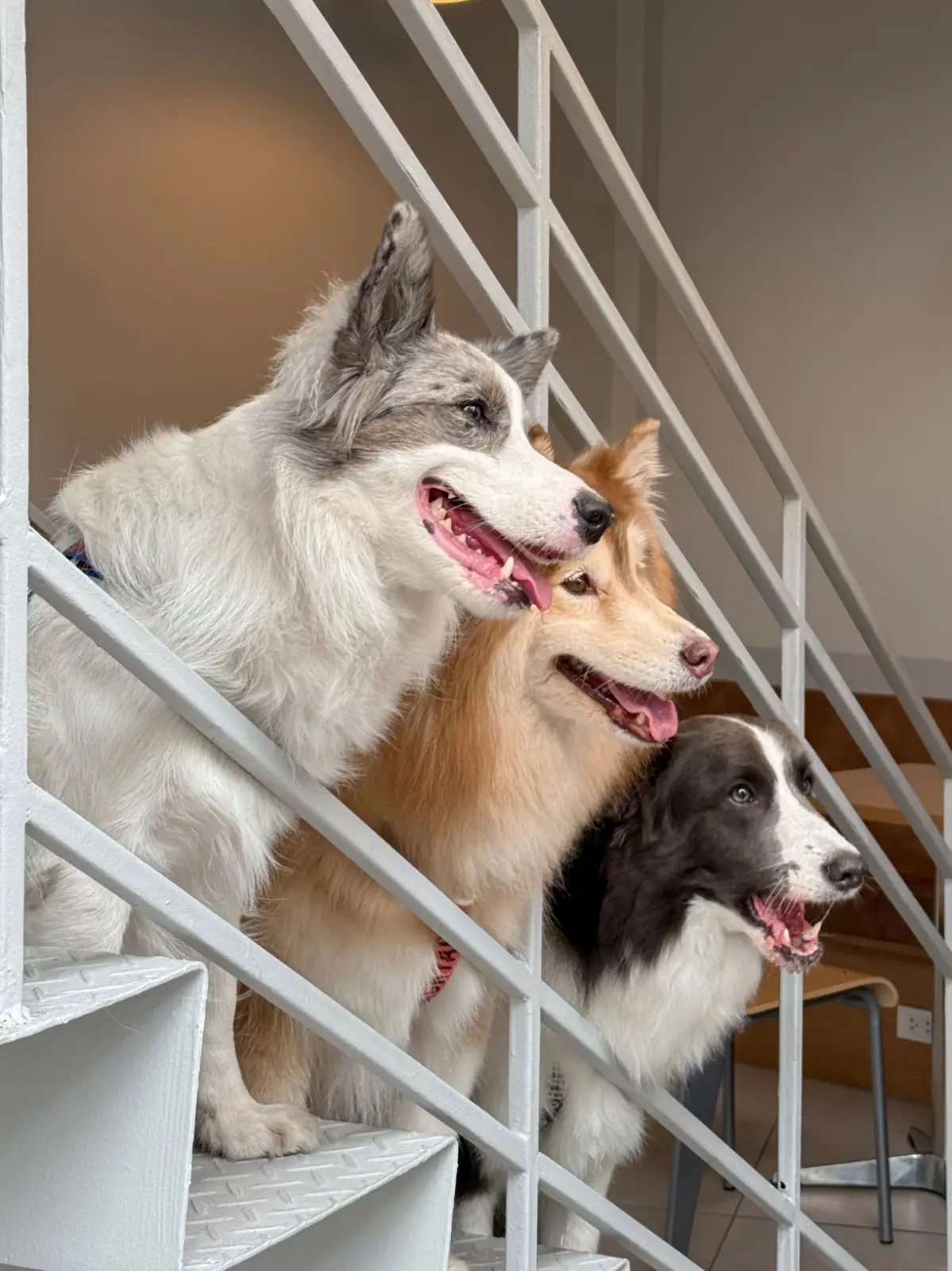 CRENN BKK pets image 6