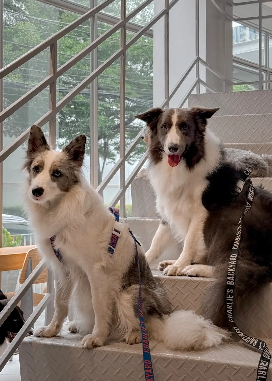 CRENN BKK pets image 4
