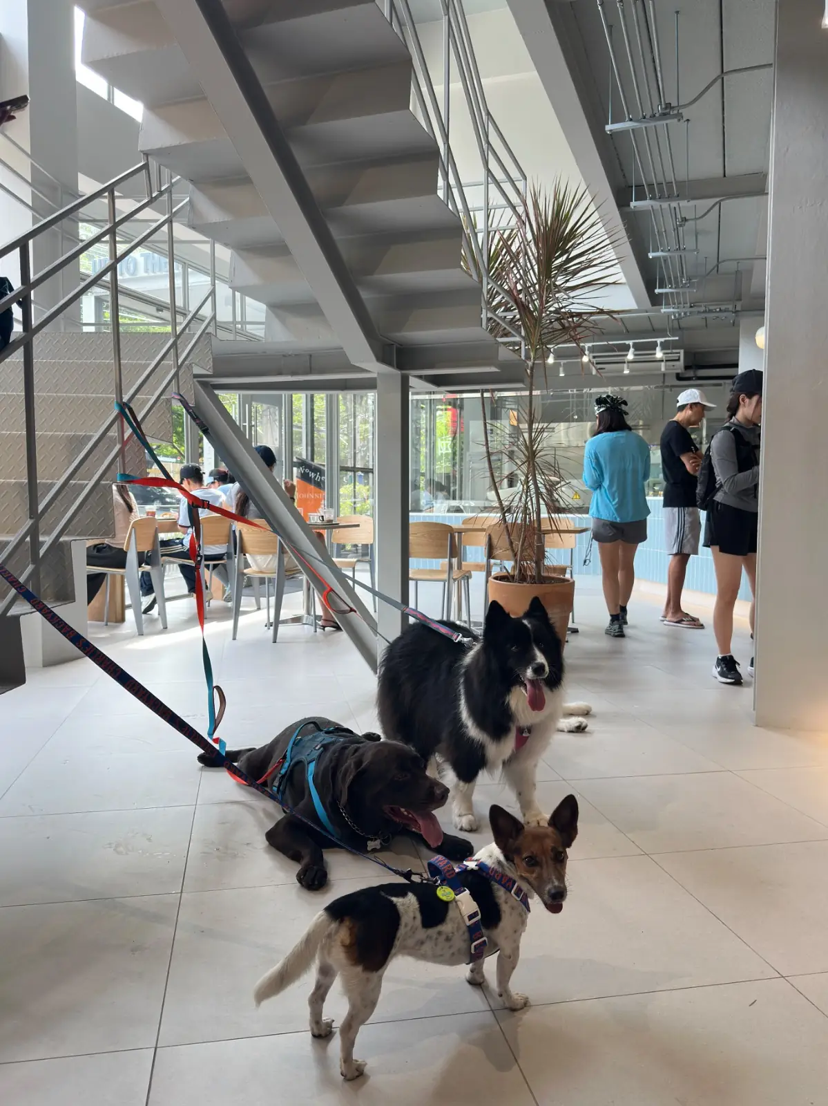 CRENN BKK pets image 1