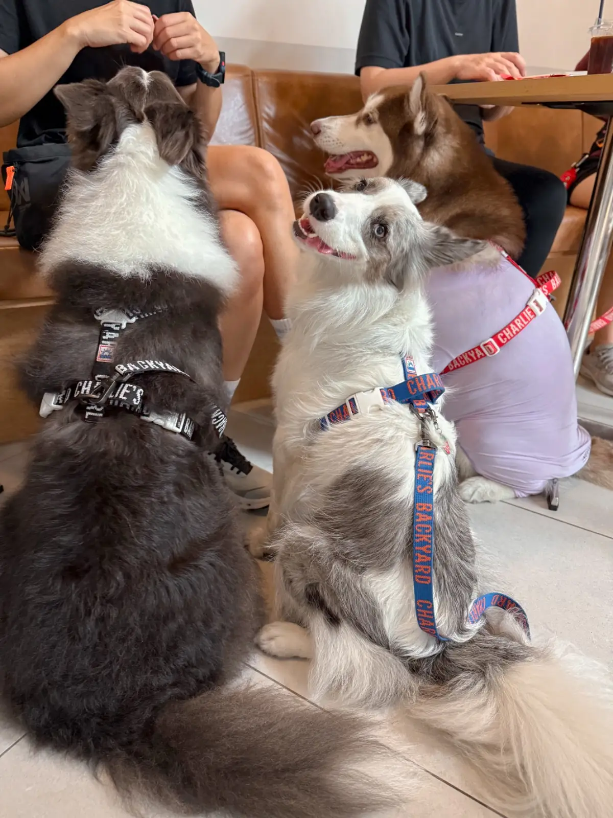CRENN BKK pets image 8