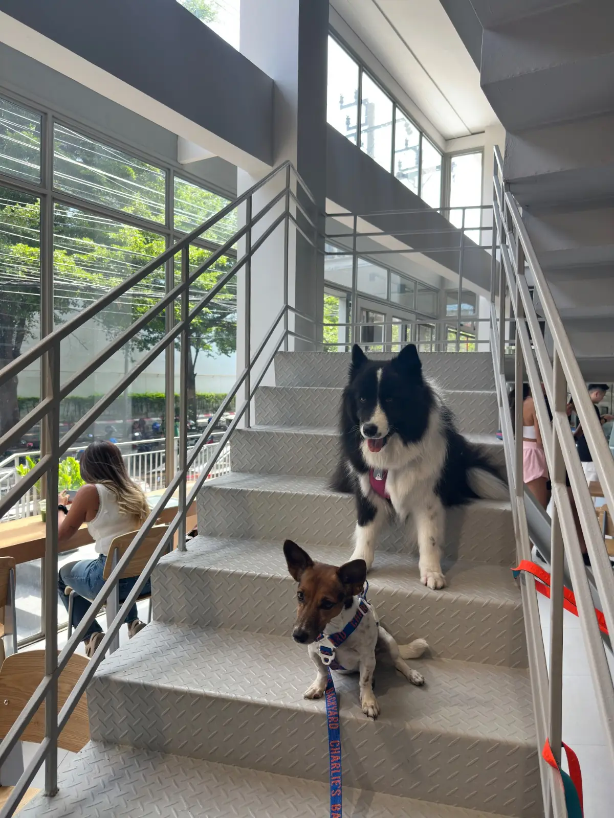 CRENN BKK pets image 2