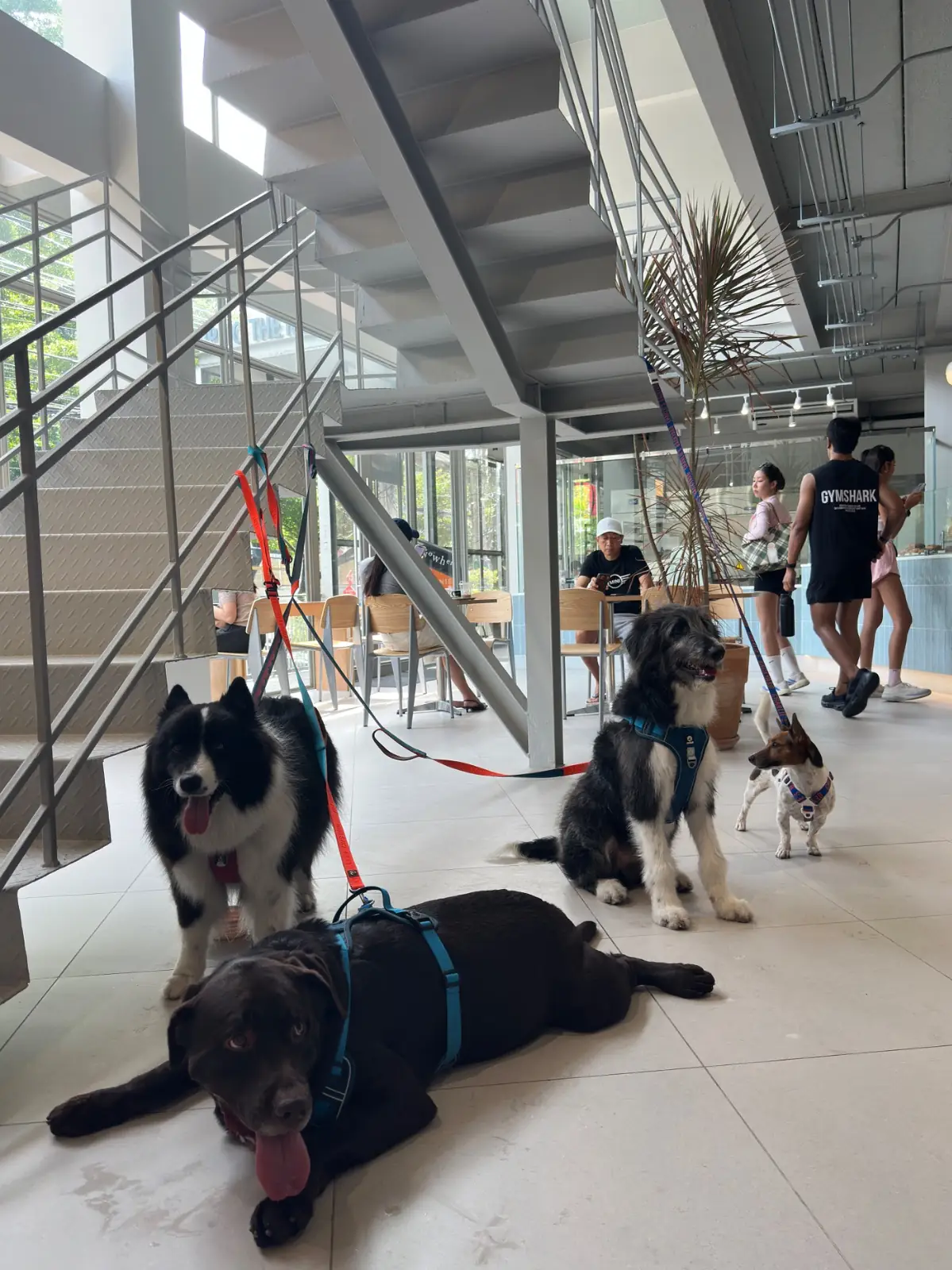 CRENN BKK pets image 3