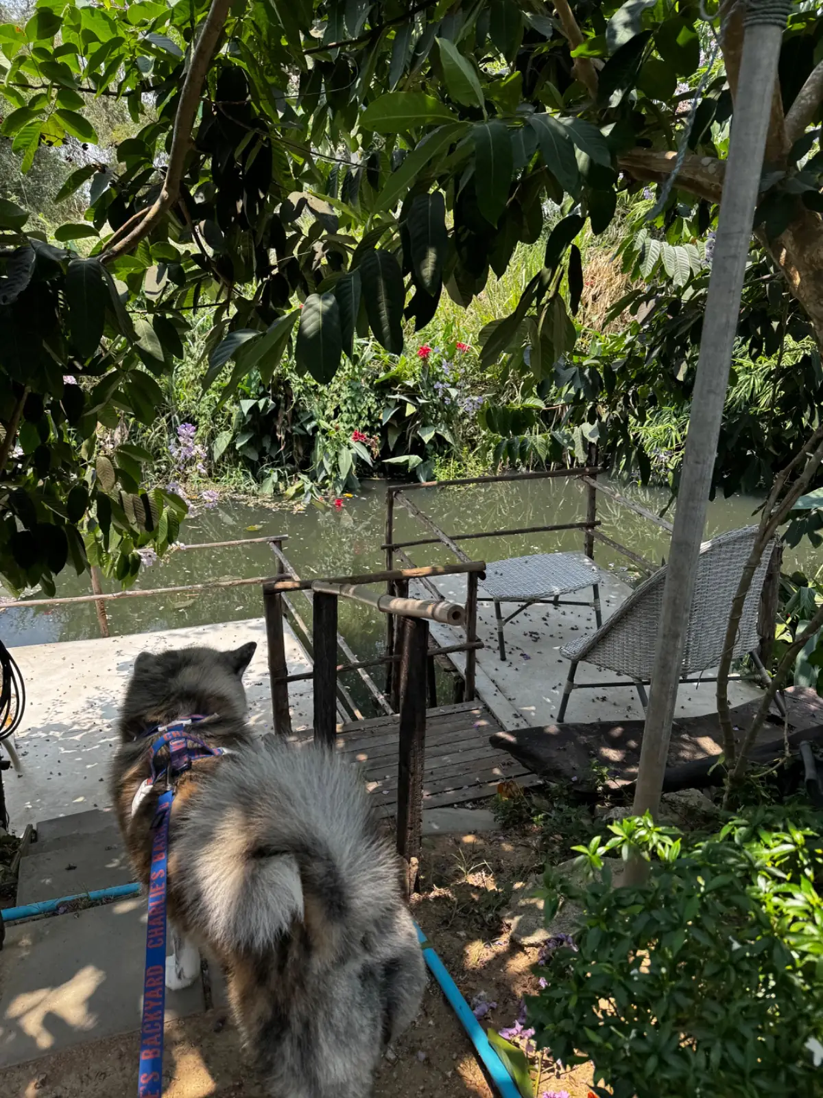 Twenty Twenty Fox overall image 1