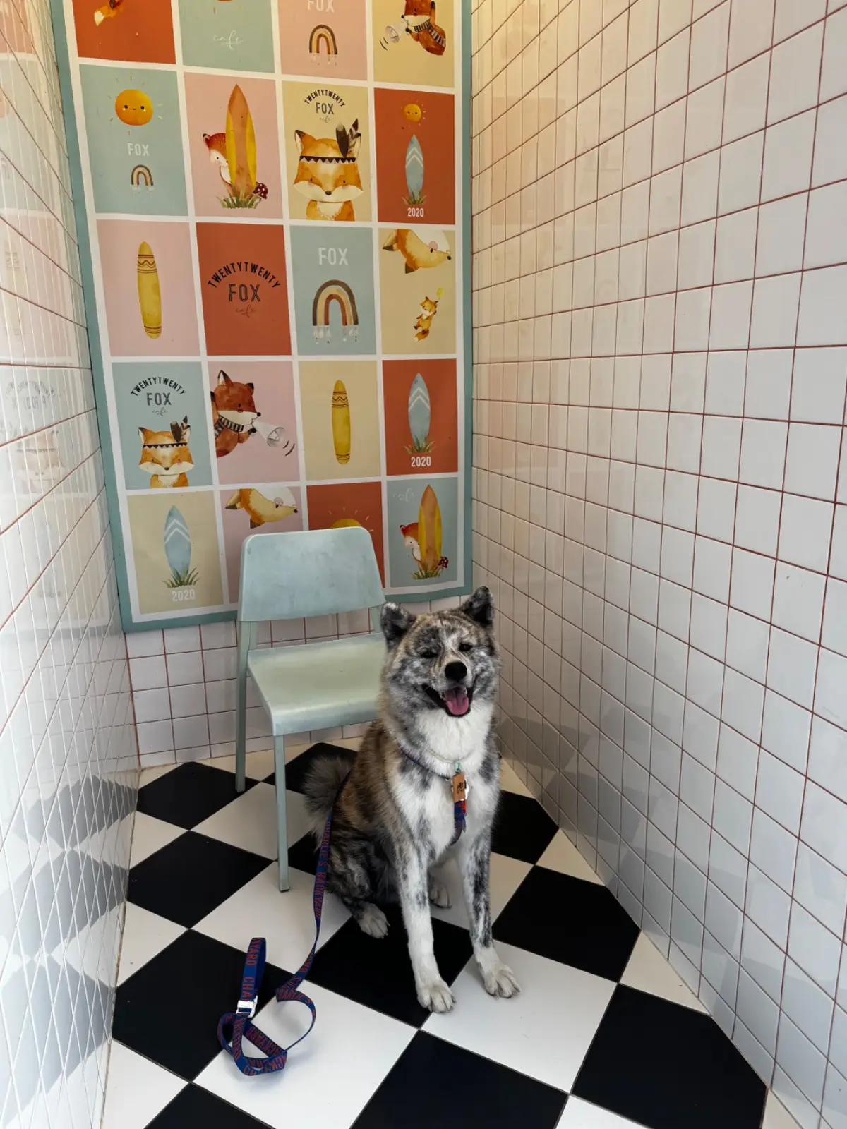 Twenty Twenty Fox pets image 2