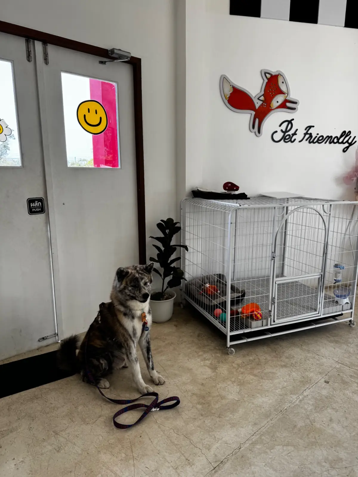 Twenty Twenty Fox pets image 1