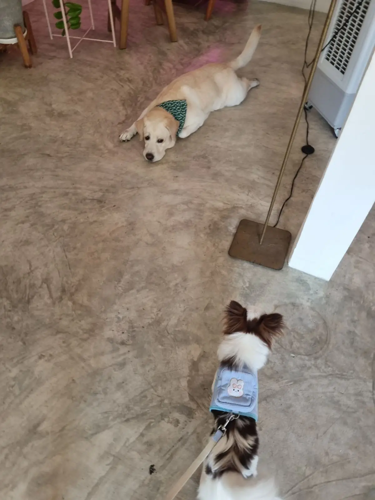 Lynn homecoffee pets image 2