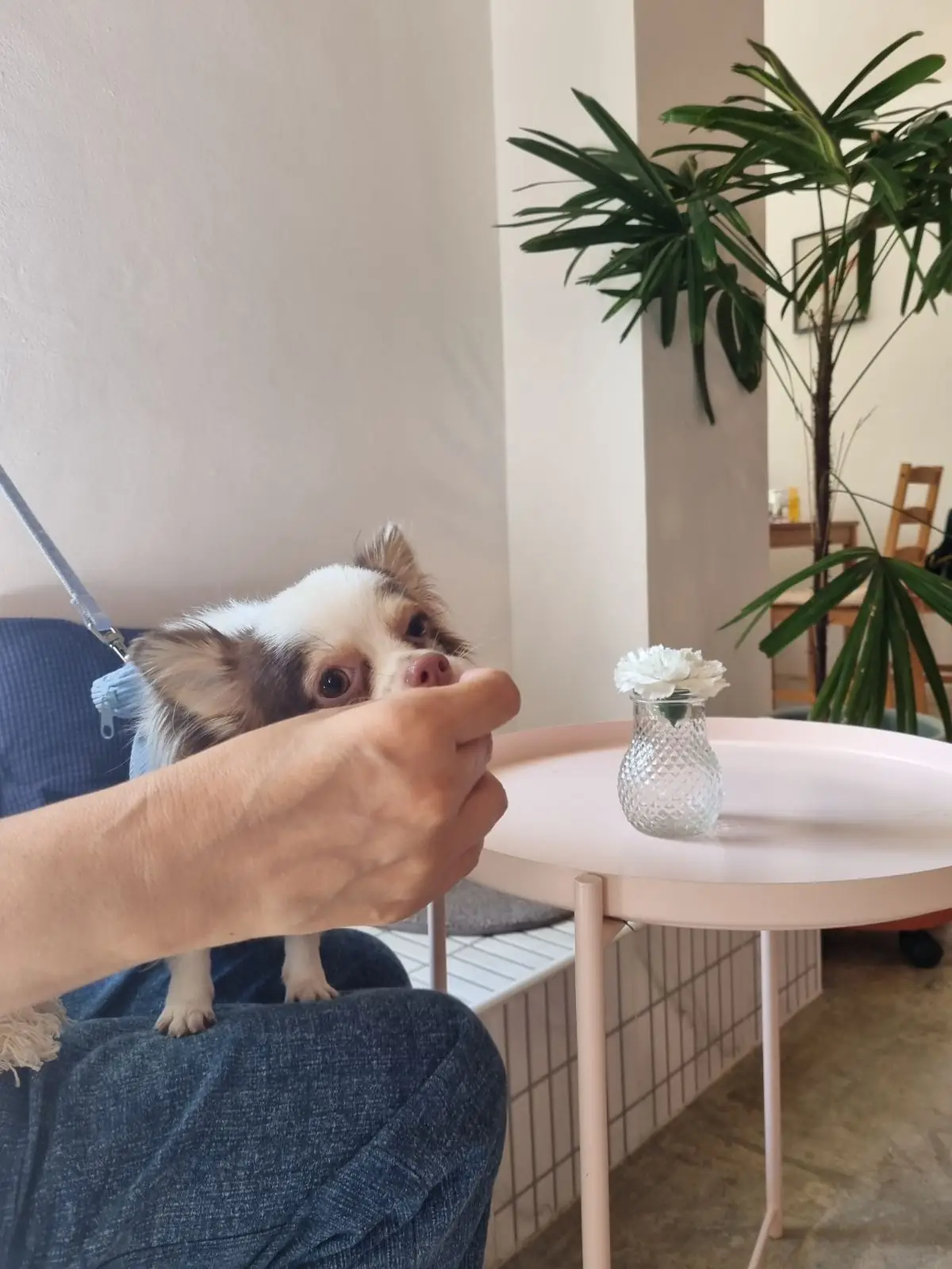 Lynn homecoffee pets image 3