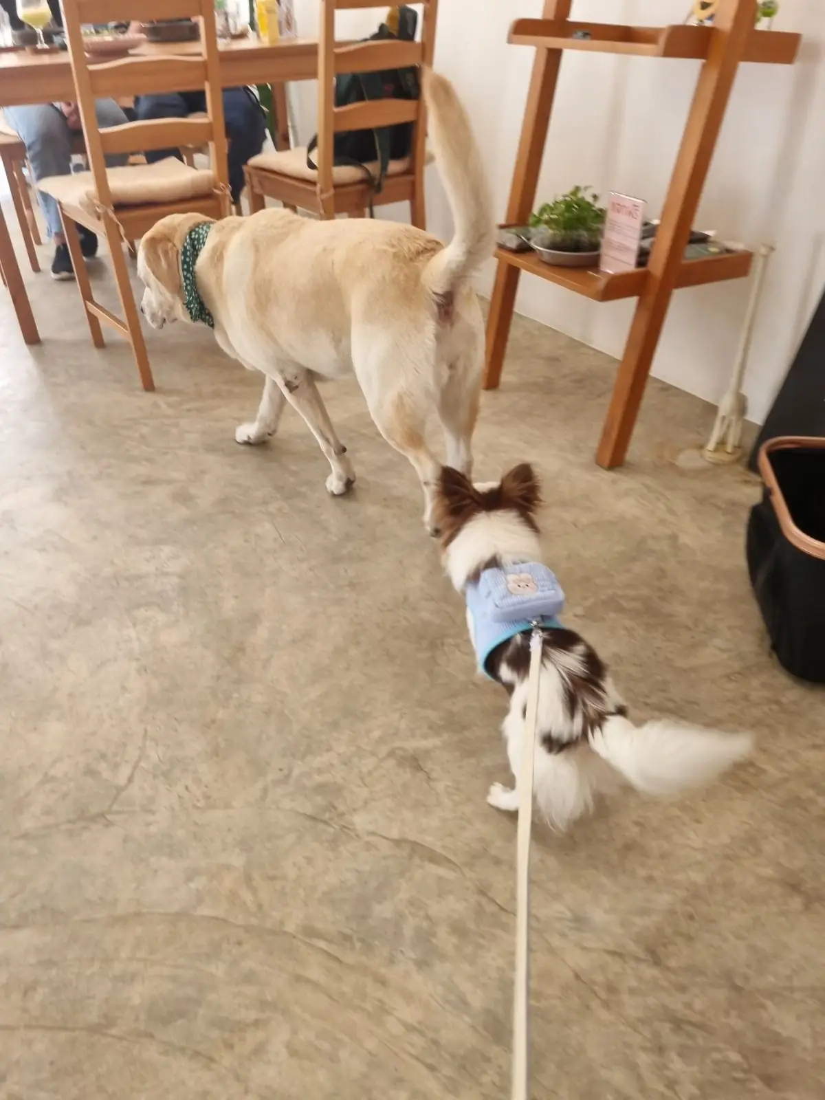 Lynn homecoffee pets image 1