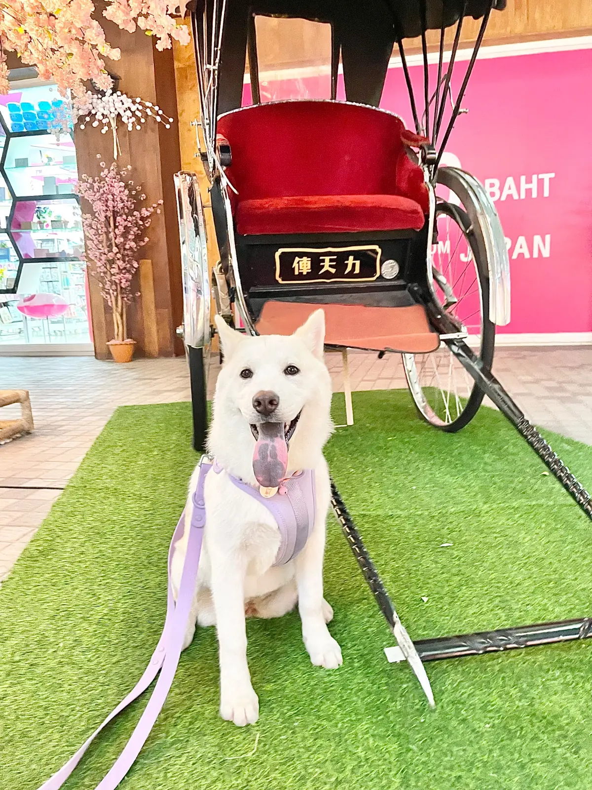 The Paseo Park Kanchanaphisek pets image 1