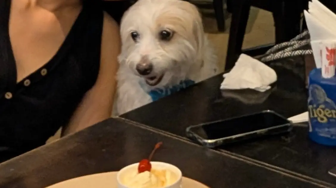 Arno's - EmQuartier pets image 1
