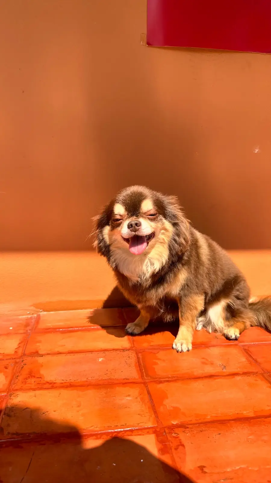 Two Men Bagel House - Sukhumvit pets image 1