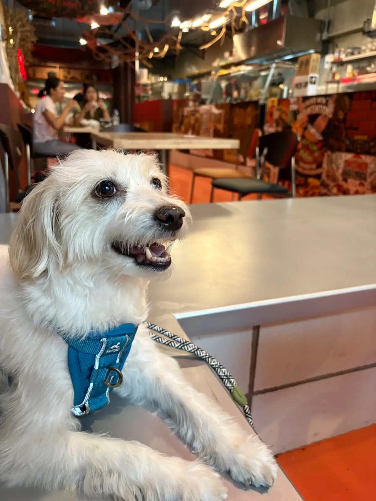 Two Men Bagel House - Sukhumvit 31 pets image 1