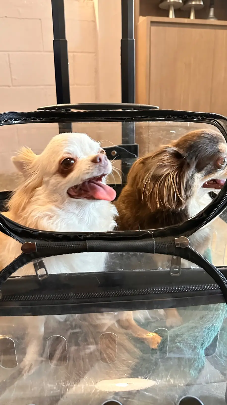 Two Men Bagel House - Sukhumvit pets image 2