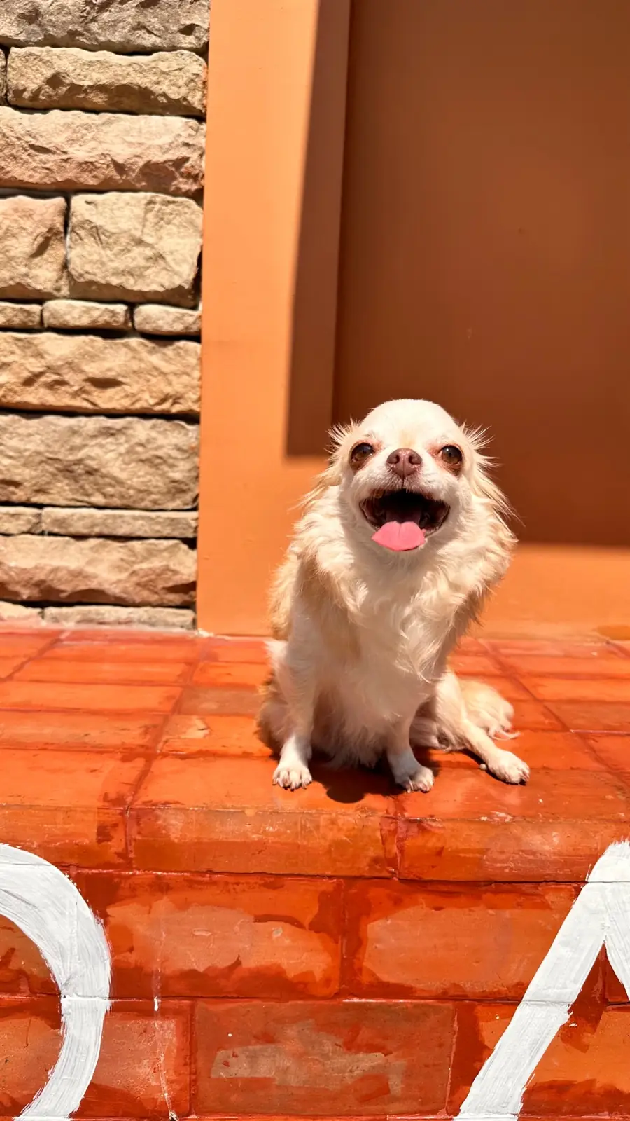 Two Men Bagel House - Sukhumvit pets image 3