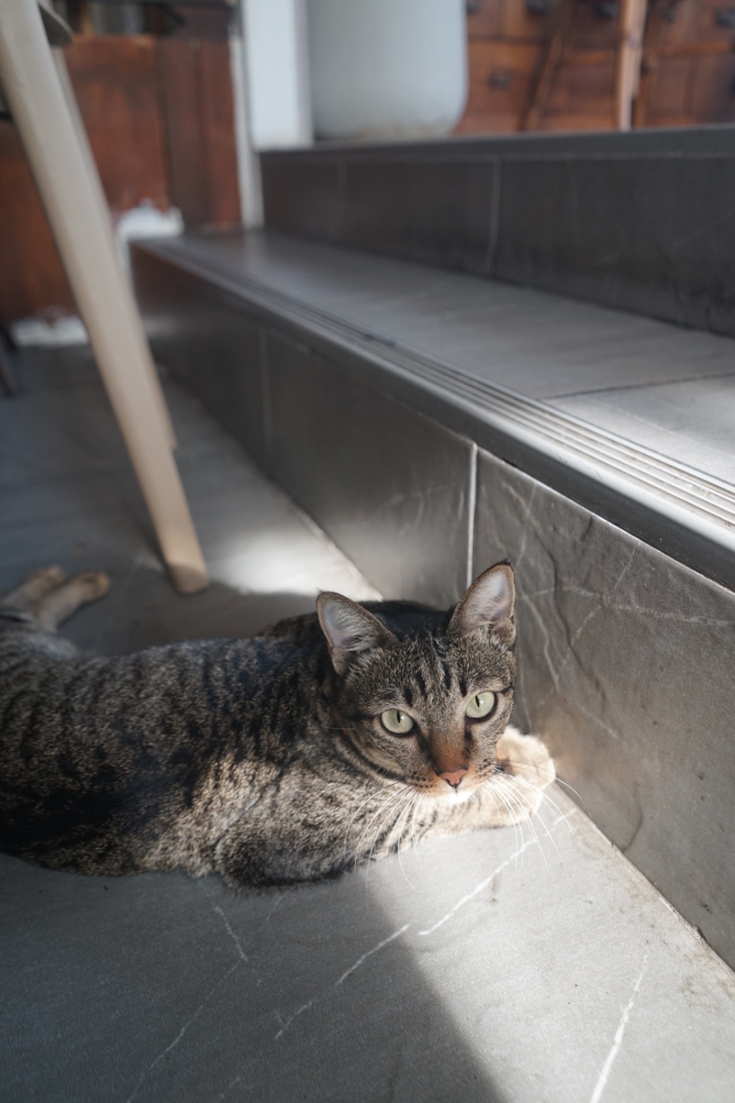 มิรู้โรย อีทเทอรี่ - Mirooroye Eatery pets image 2