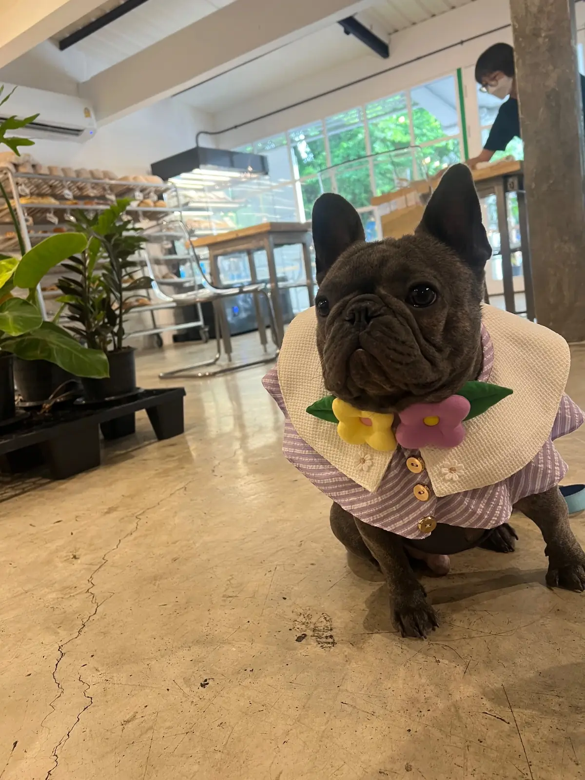 LARDER BKK pets image 3