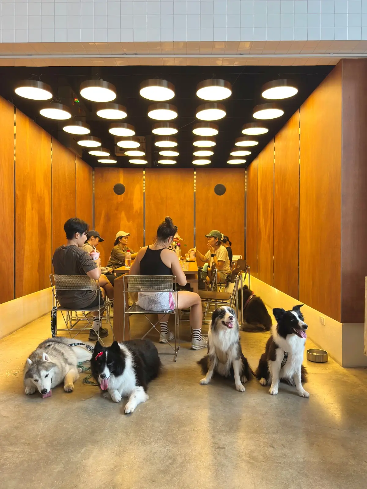 Larder BKK pets image 5