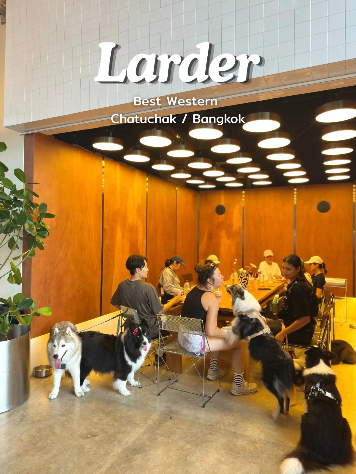 Larder BKK pets image 4
