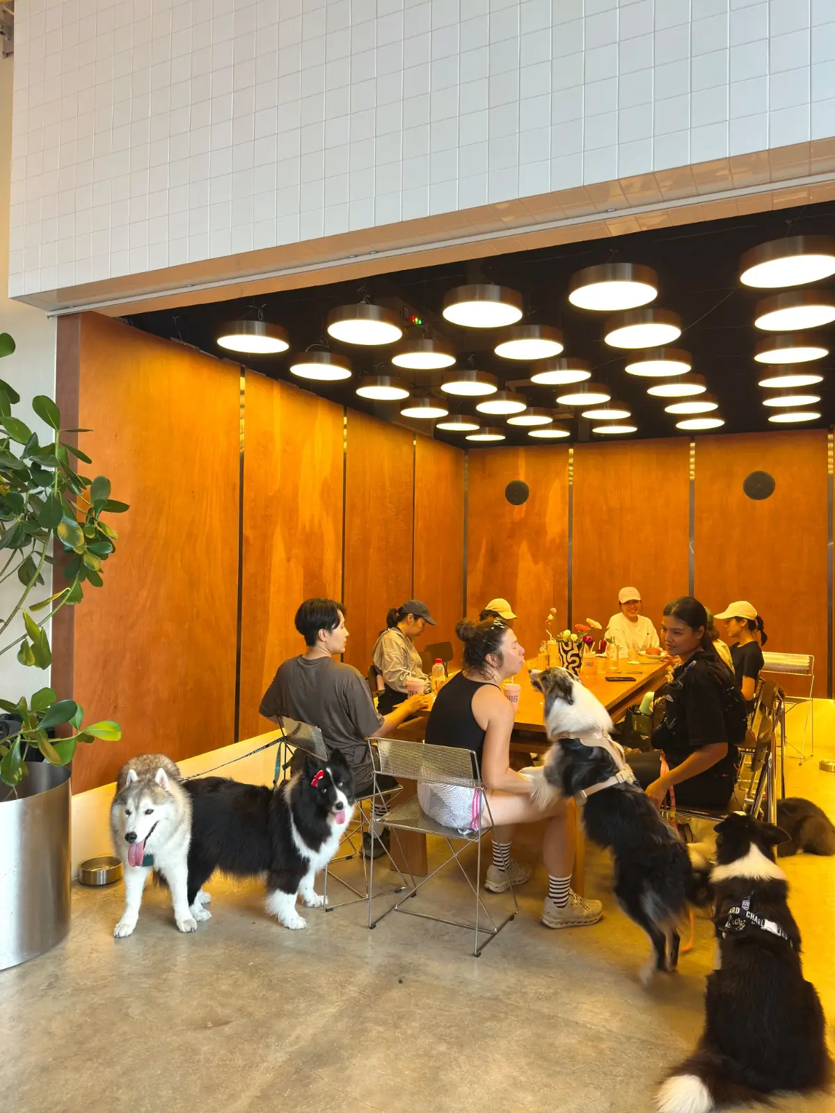 Larder BKK pets image 6