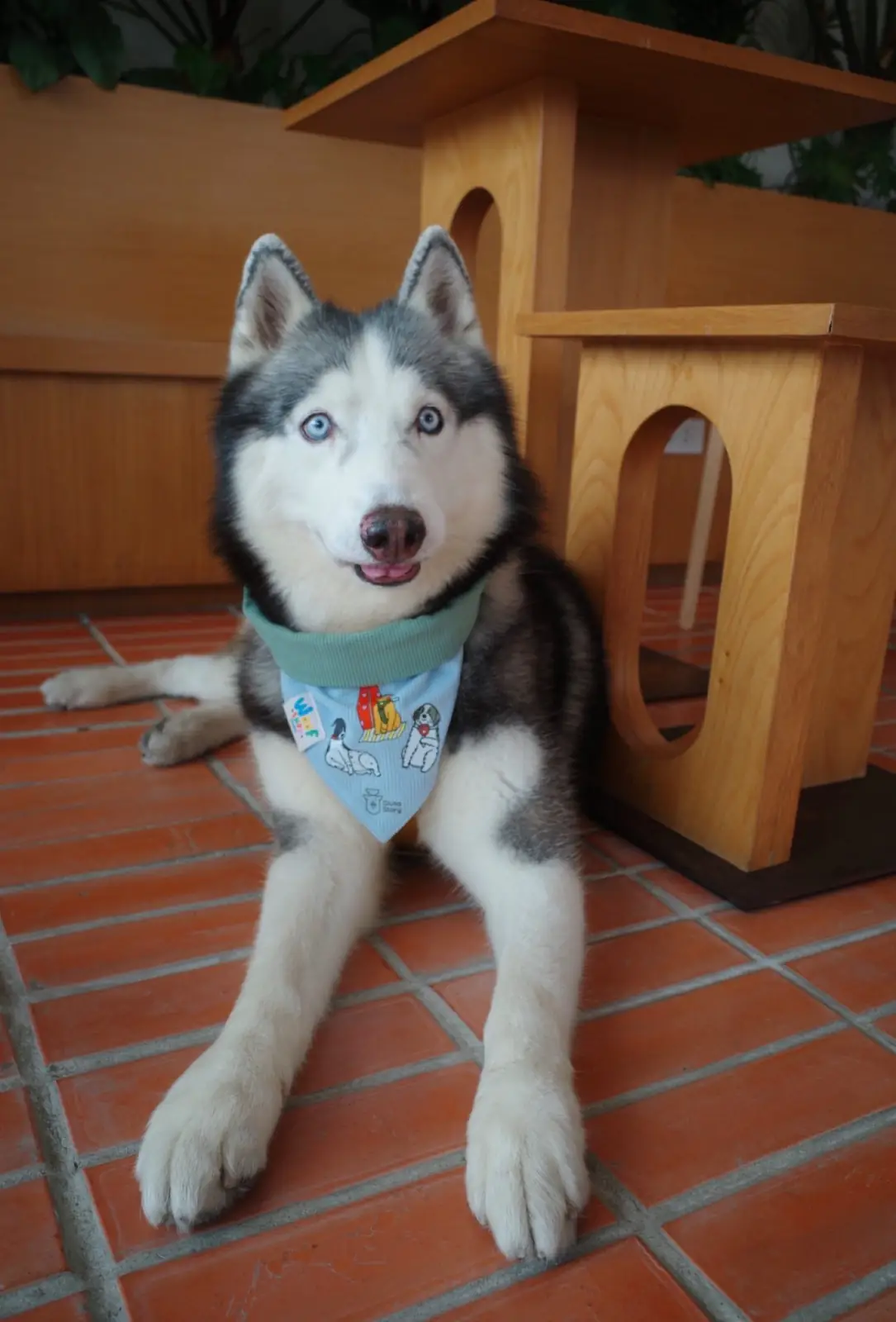 earlybkk pets image 2