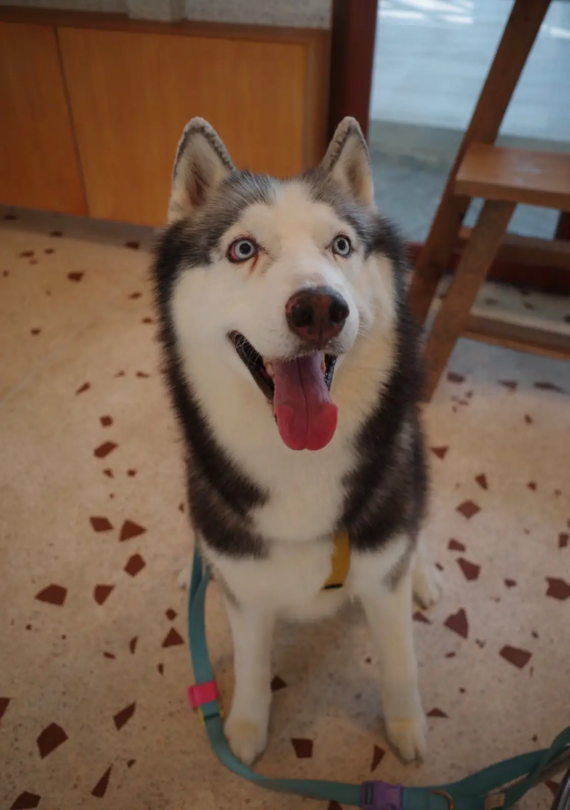 earlybkk pets image 1