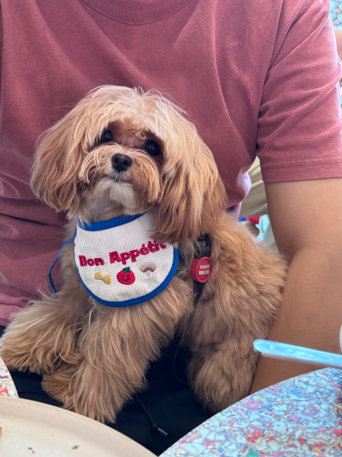 earlybkk pets image 1