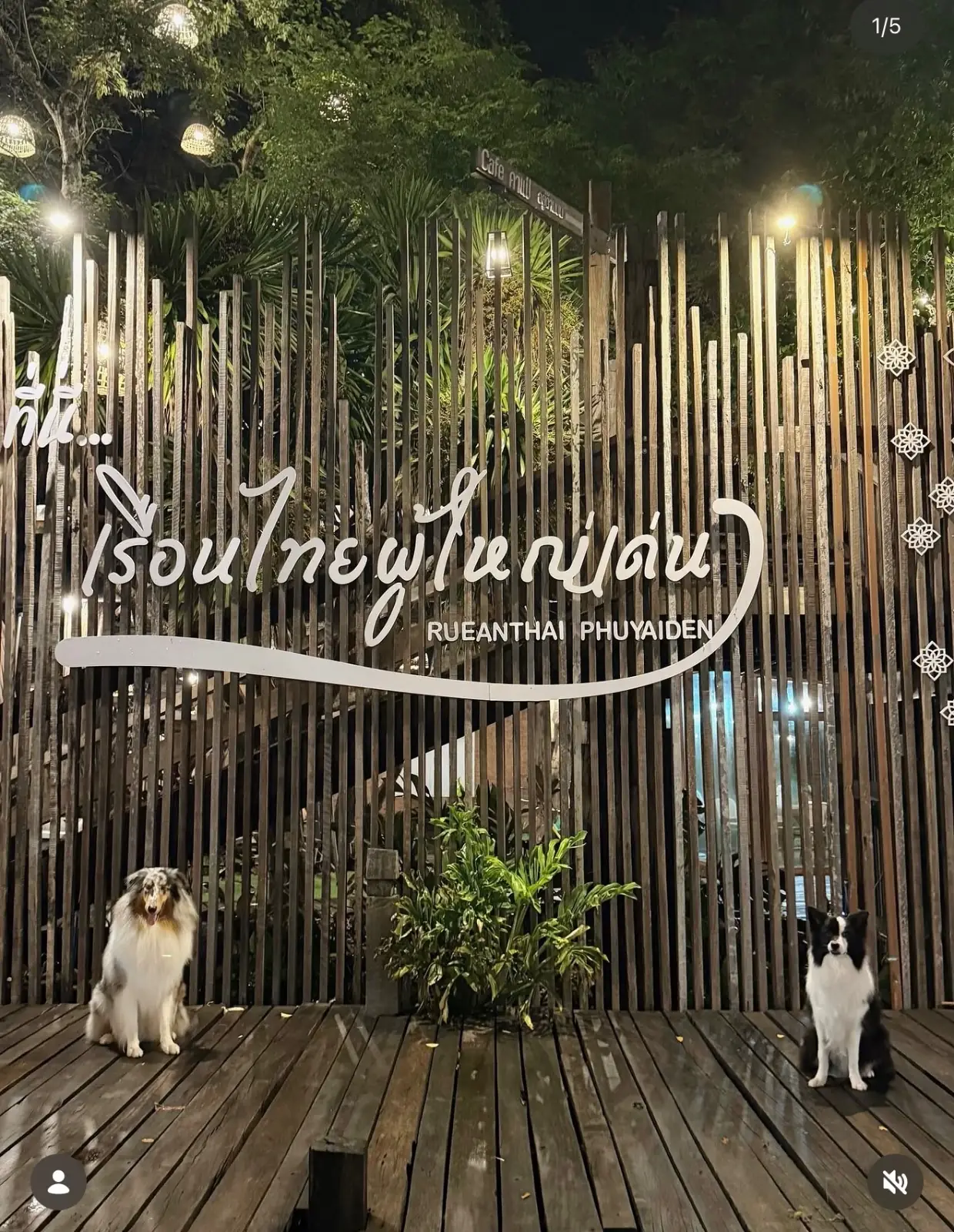 เรือนไทยผู้ใหญ่เด่น pets image 1