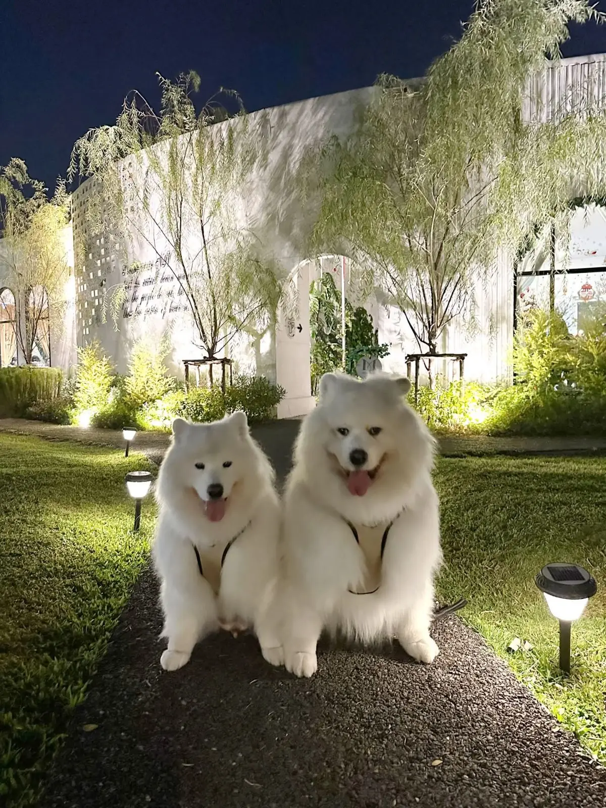 Mana Garden pets image 4