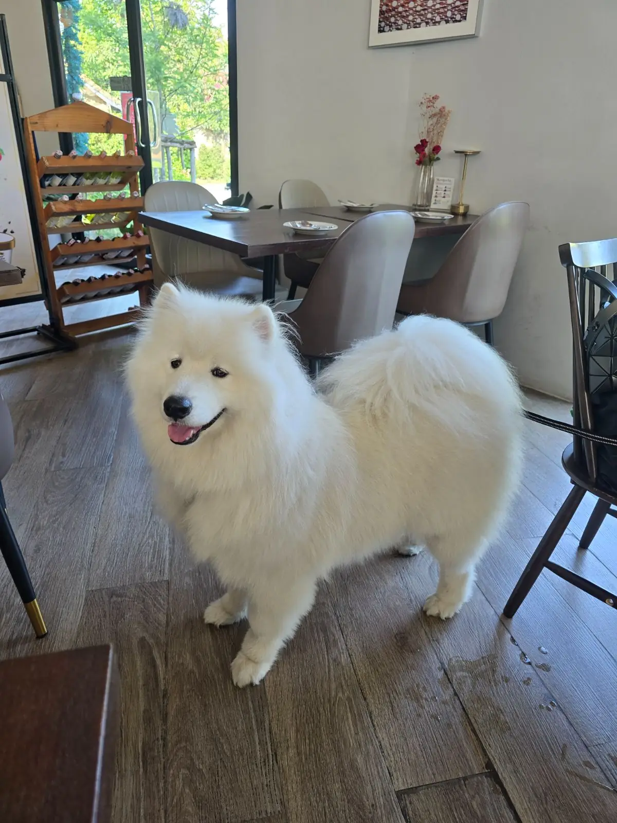 Mana Garden pets image 8
