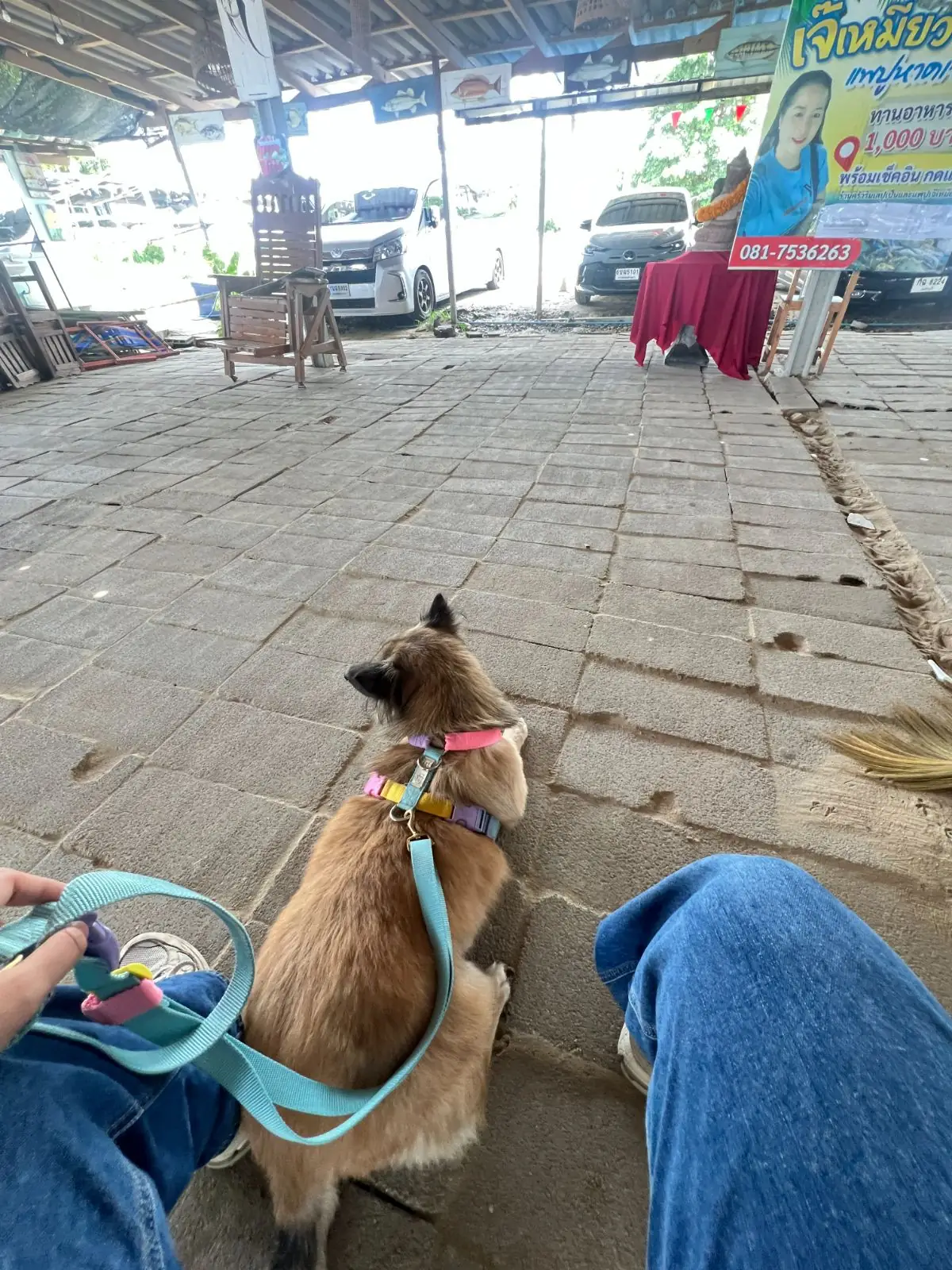 เจ้เหมียวแพปูหาดเจ้า pets image 1