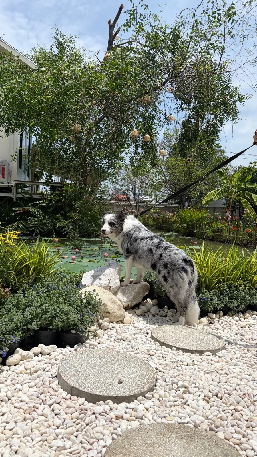 ครัวคุณหญิง pets image 3
