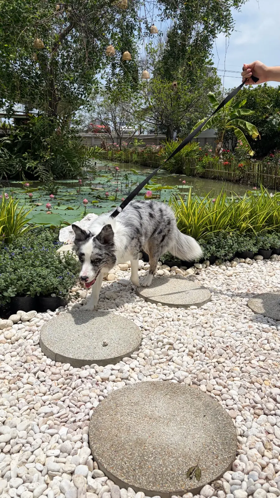 ครัวคุณหญิง pets image 2
