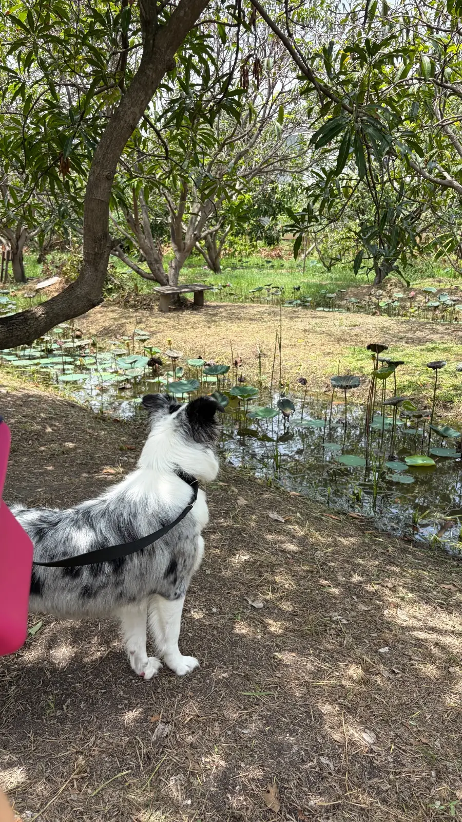 ครัวคุณหญิง pets image 4