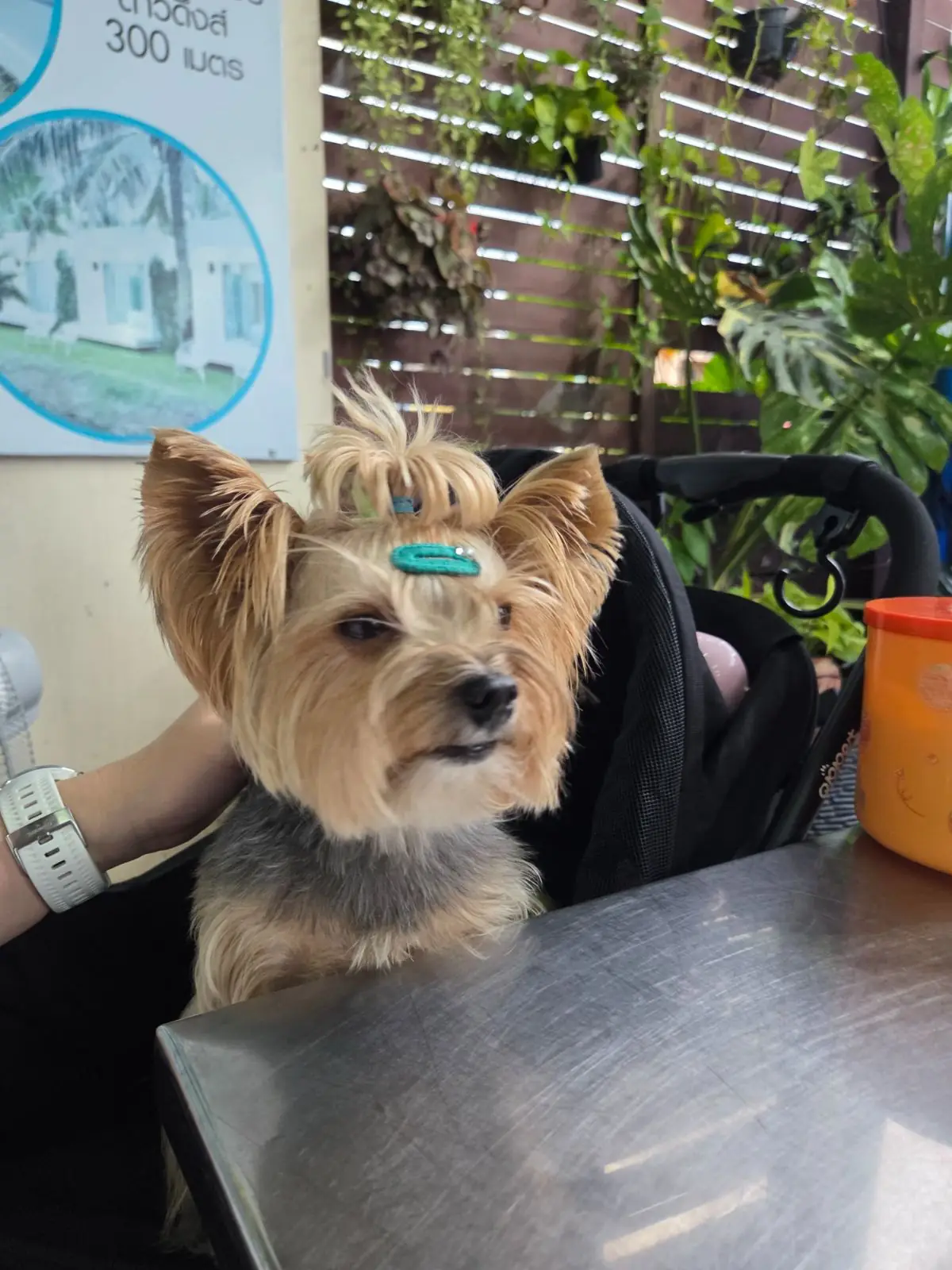 ข้าวต้มจู - ตลาดแม่กลอง pets image 4