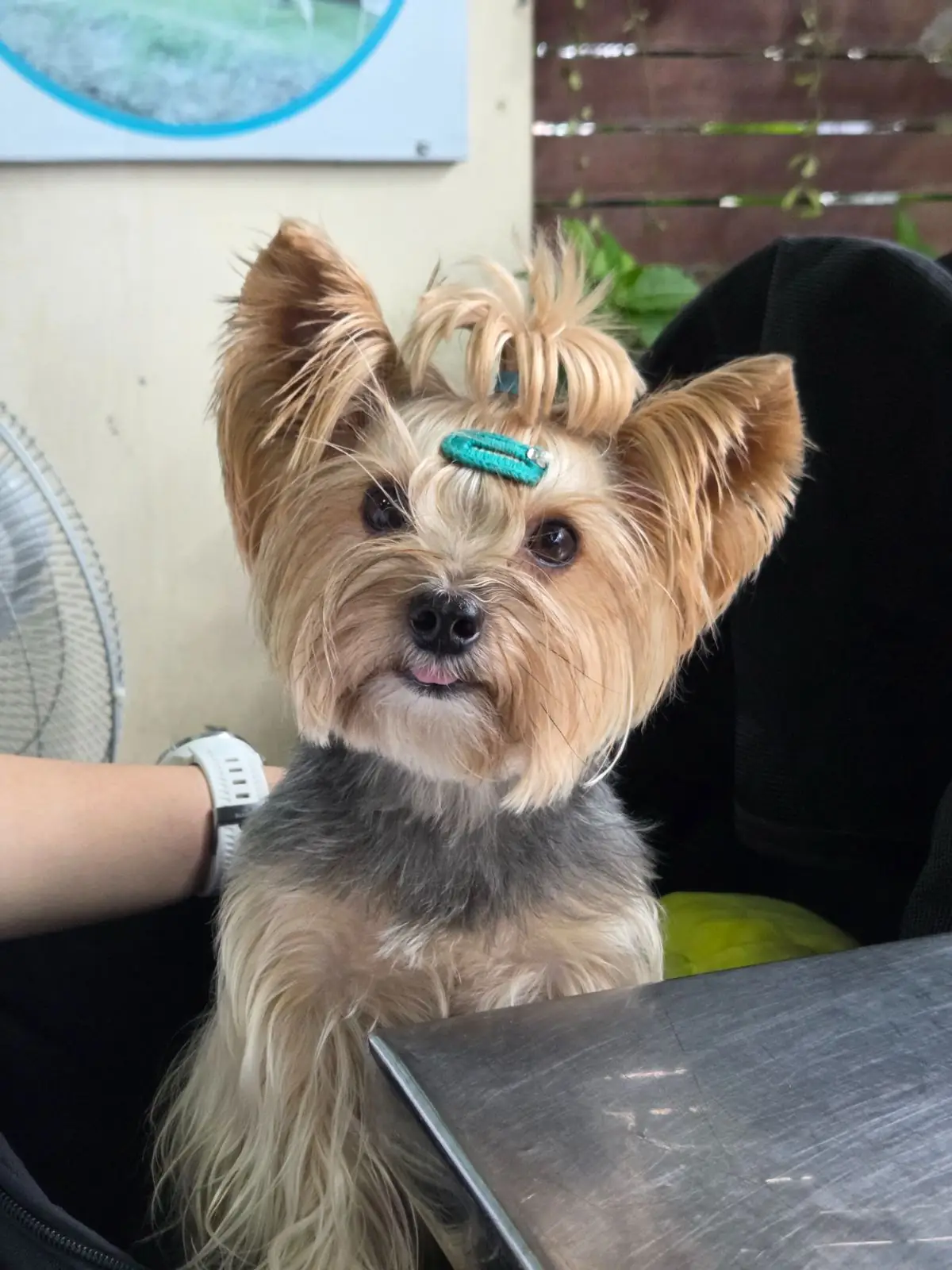 ข้าวต้มจู - ตลาดแม่กลอง pets image 5