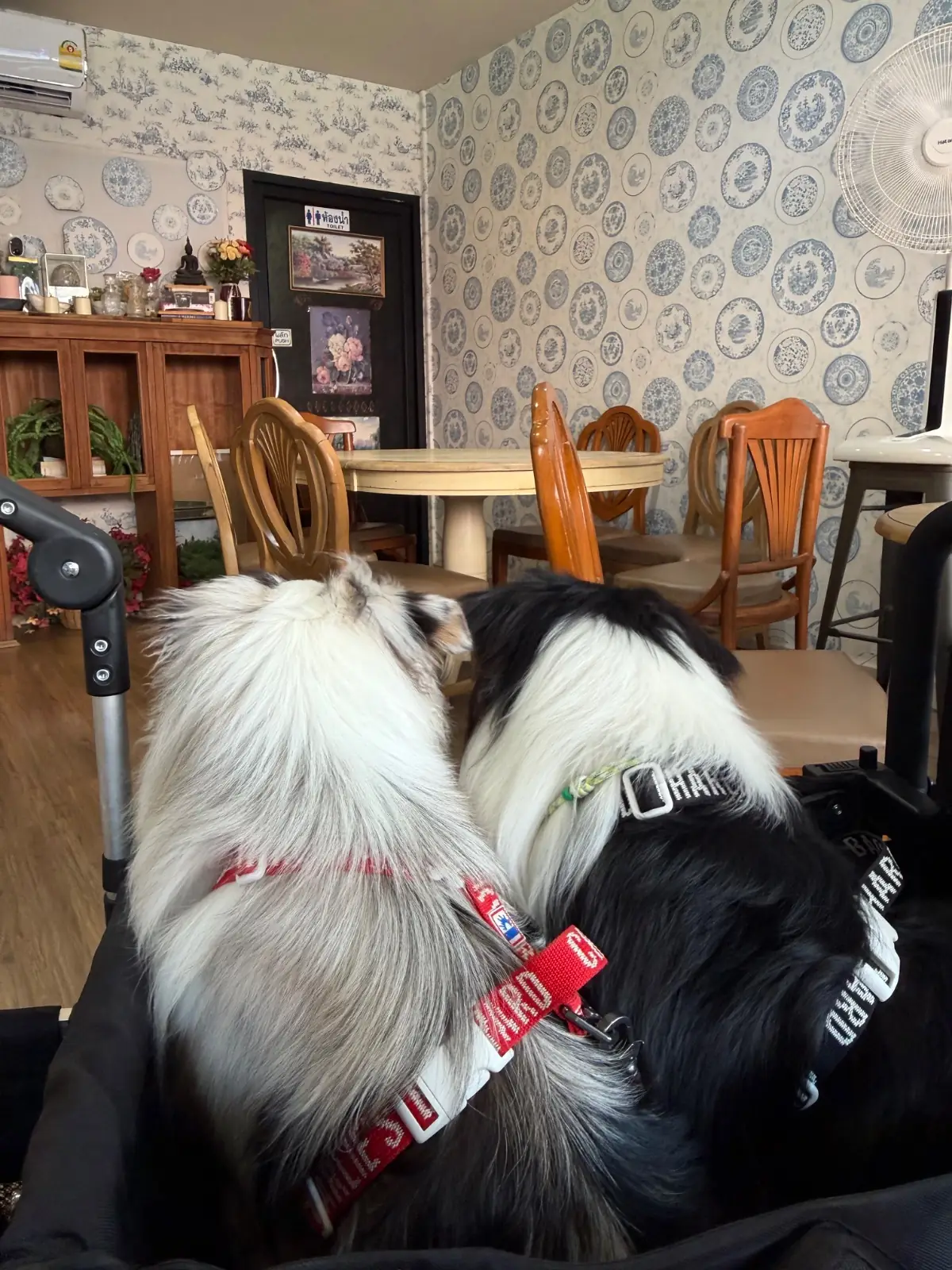 Co-co-kup Cafe pets image 1