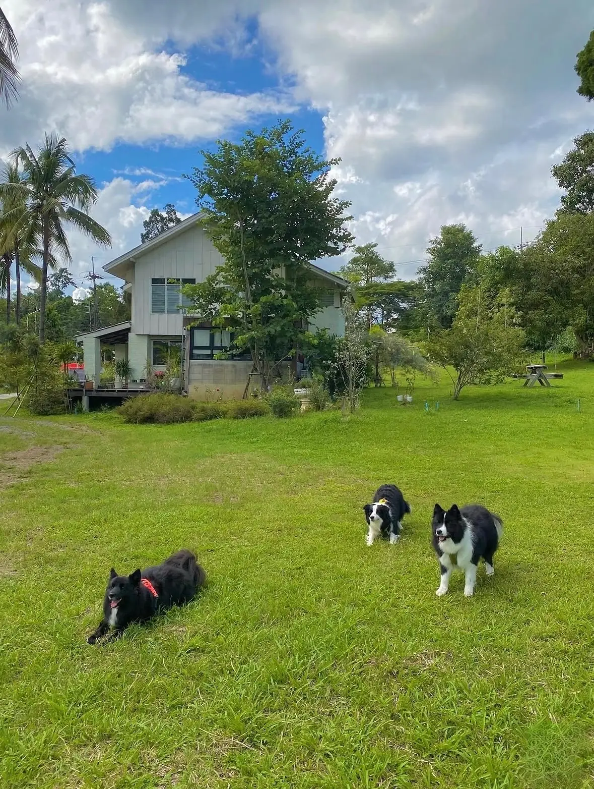 Murray’s Cnx pets image 1