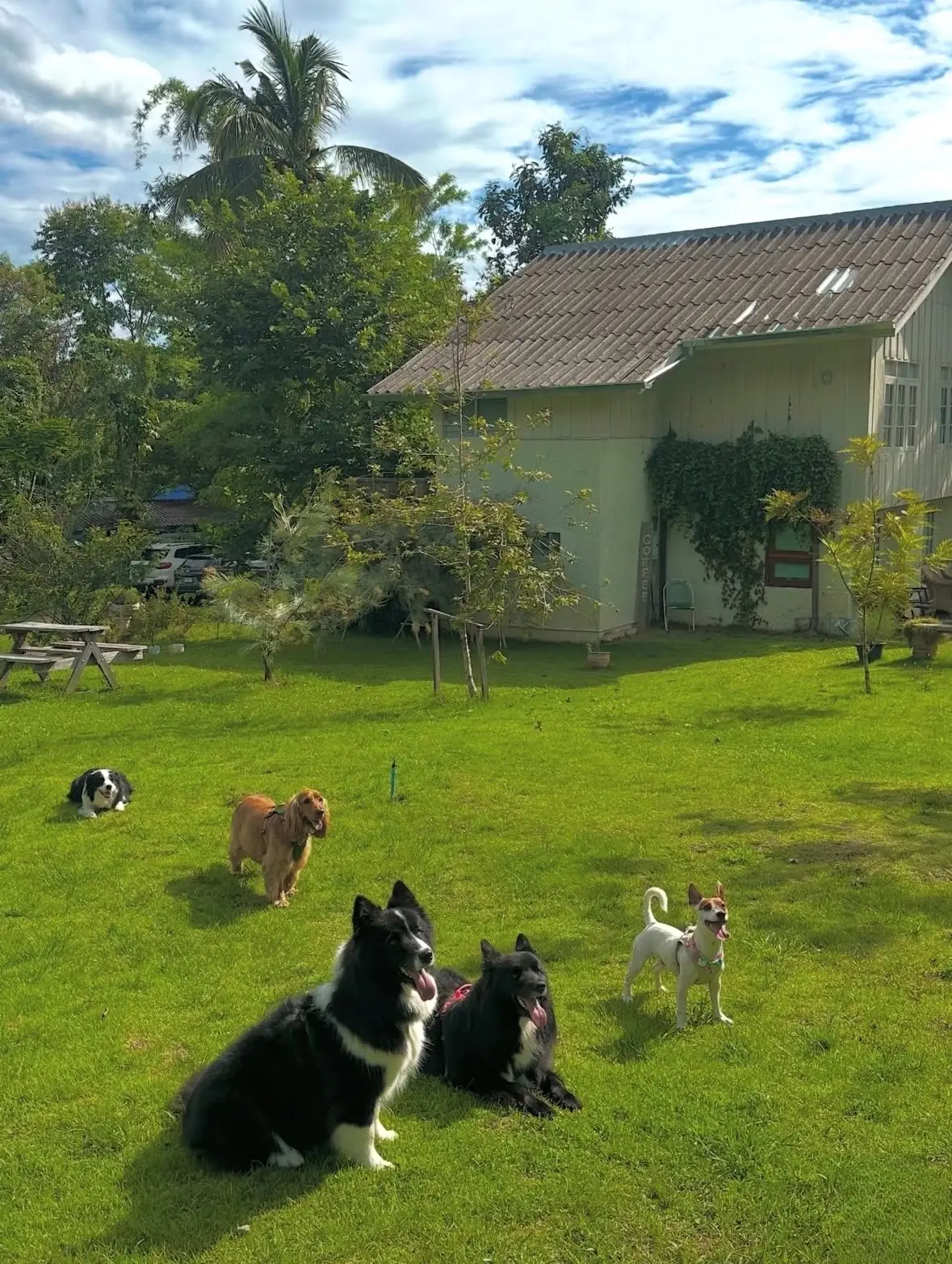 Murray’s Cnx pets image 3